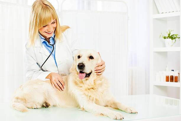 istock Young Female Veterinary Caring About Dog 174794881