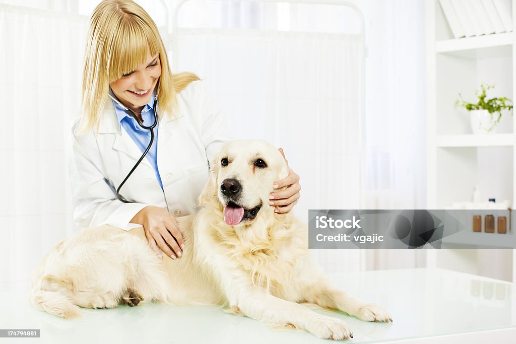 Young Female Veterinary Caring About Dog Young Female Veterinary listening to heartbeat purebred dog, retriever, in her vet office. Looking at dog and smiling. Activity Stock Photo