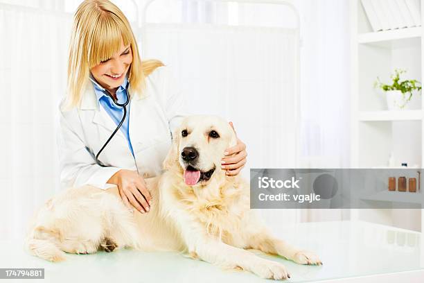 Young Female Veterinary Caring About Dog Stock Photo - Download Image Now - Activity, Adult, Animal