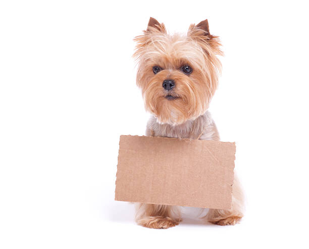 istock Dog with a blank sign 174795057