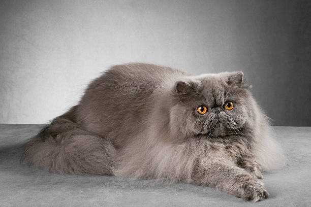 istock Blue persian male cat 174795072