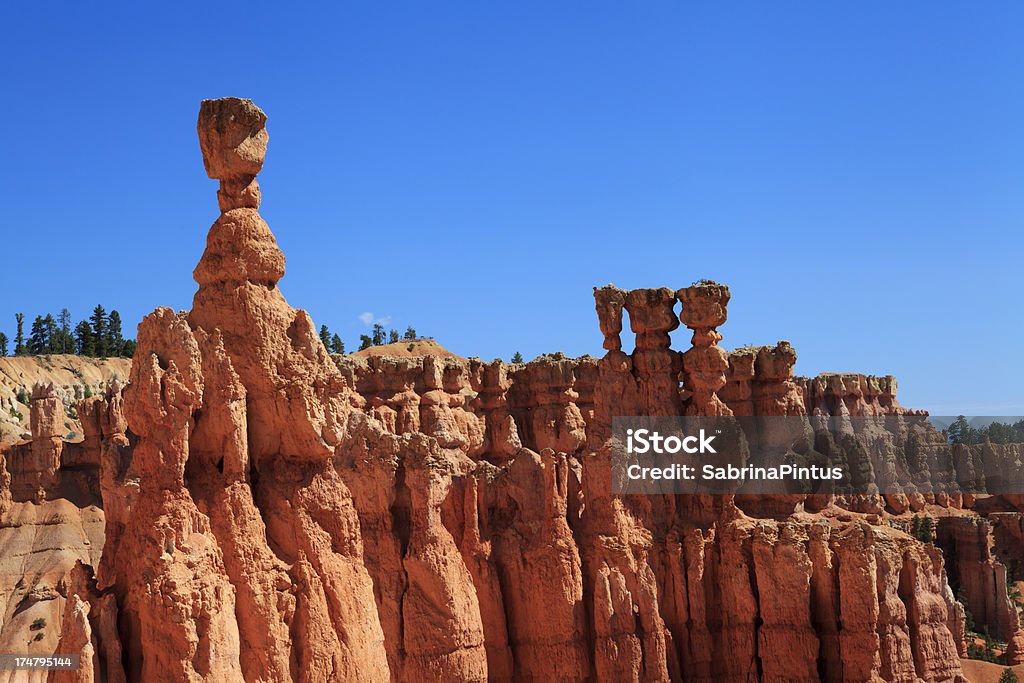 Parco Nazionale Bryce canyon, Utah. STATI UNITI - Foto stock royalty-free di Albero