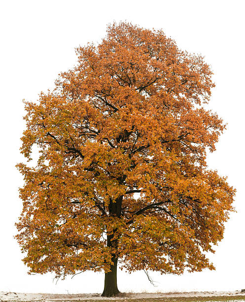 Large English Oak (Quercus robur) in autumn isolated on white.Please note: some snow can be seen on branches as well.The same tree in summer: