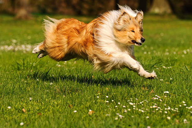 collie perro en acción - hundesport fotografías e imágenes de stock