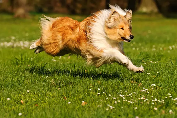 Collie dog runs through a spring meadow.