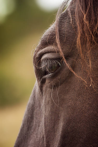 istock Horse Eye Close-up 174795734