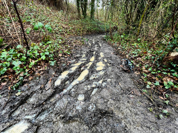 Muddy track in Epping Forest in winter