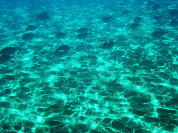 フラット青色海の生物 - red sea taba sand reef ストックフォトと画像