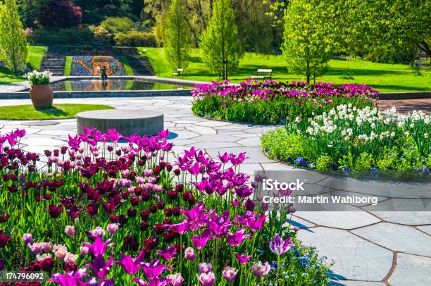 Tulip Flowerbeds And Pond Stock Photo - Download Image Now - Paving Stone, Footpath, Landscaped