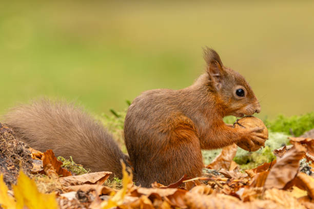 istock Red Squirrel, Scientific name, Sciurus vulgaris, Cute red squirrel with tufty ears, holding a walnut in Autumn, alert and facing right.  Kinloch Rannock. Scottish Highlands, UK 1747961399