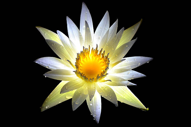branco thai lótus com gota de água, tailândia - single flower macro lotus close up imagens e fotografias de stock