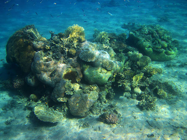 ビーチの珊瑚礁 - red sea taba sand reef ストックフォトと画像