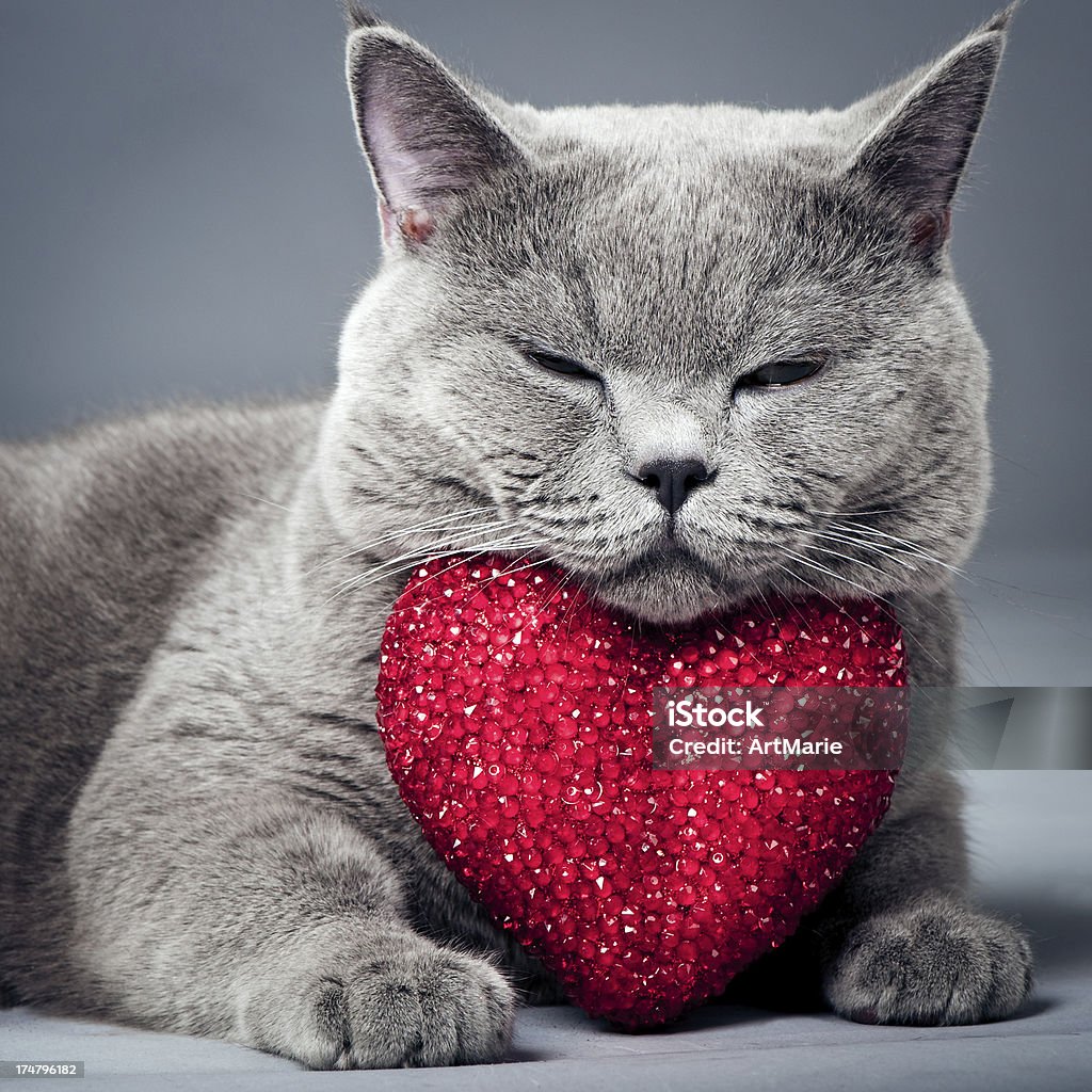 Gato con corazón - Foto de stock de Símbolo en forma de corazón libre de derechos