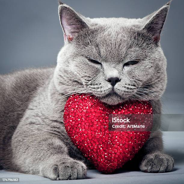 Gato Con Corazón Foto de stock y más banco de imágenes de Símbolo en forma de corazón - Símbolo en forma de corazón, Gato doméstico, Amor - Sentimiento