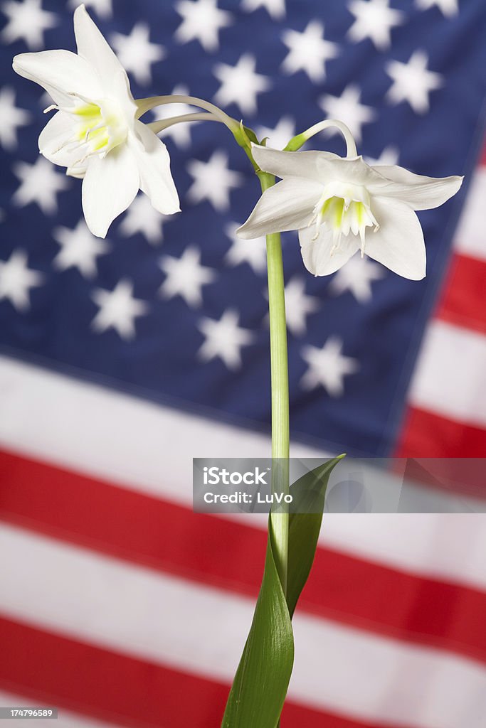 Lily e bandeira - Foto de stock de Amarílis royalty-free