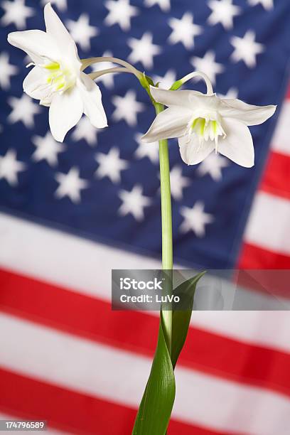 Foto de Lily E Bandeira e mais fotos de stock de Amarílis - Amarílis, Bandeira, Bandeira Norte-Americana