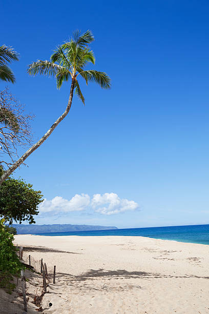 istock North shore of Oahu 174796604