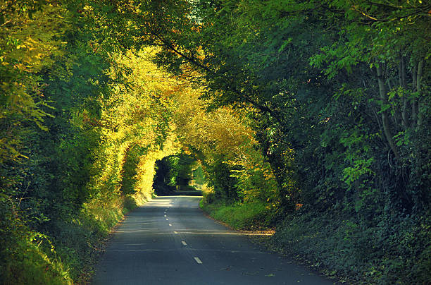istock green tunnel - irish road 174796781