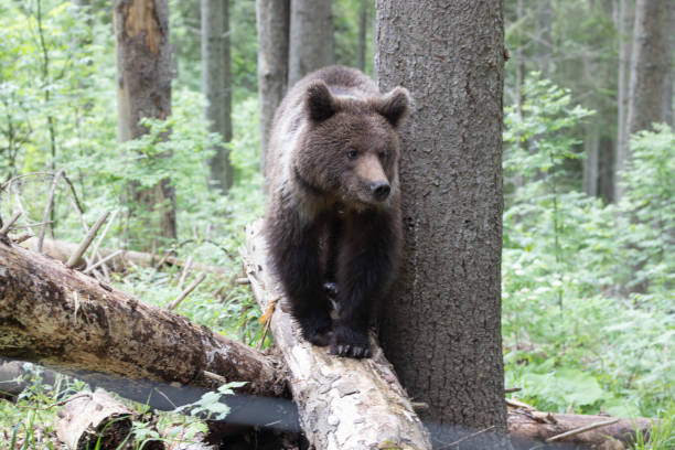 istock Close up of brown bear standing on fallen tree in green summer forest. 1747969534