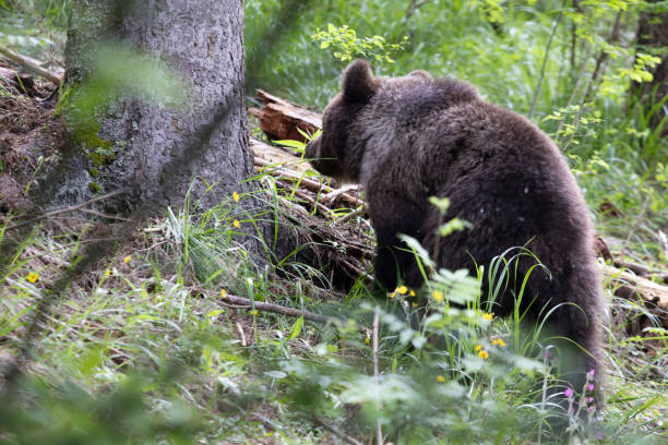 istock Brown bear ursus arctos walking in green forest. 1747969542