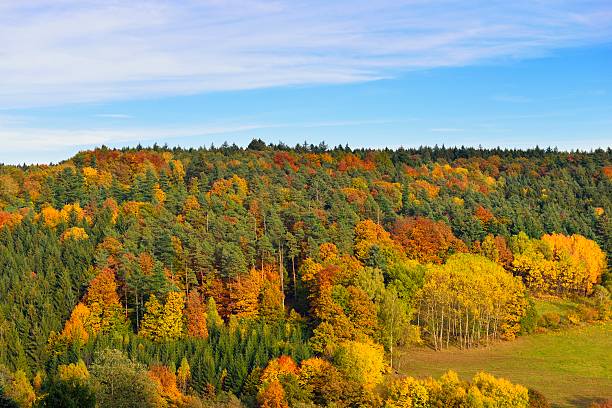 Autumn Colors Various autumn colors in the German Odenwald on an October day. odenwald photos stock pictures, royalty-free photos & images