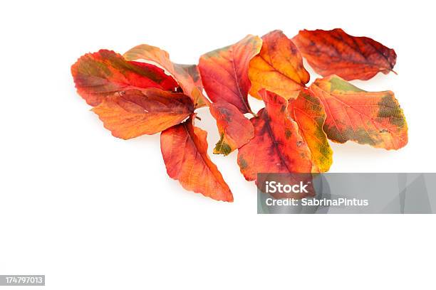 Herbst Blätter Auf Weiß Stockfoto und mehr Bilder von Ausgedörrt - Ausgedörrt, Bildkomposition und Technik, Blatt - Pflanzenbestandteile