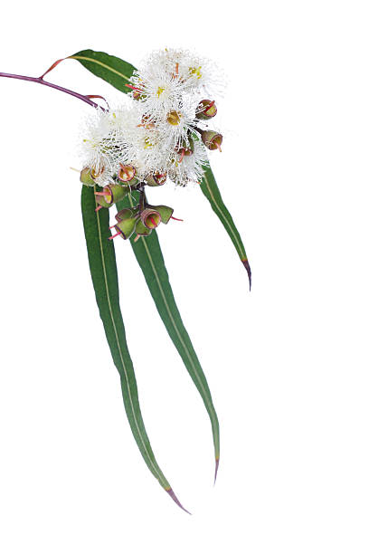 istock Cream eucalyptus blossom and leaves 174797039