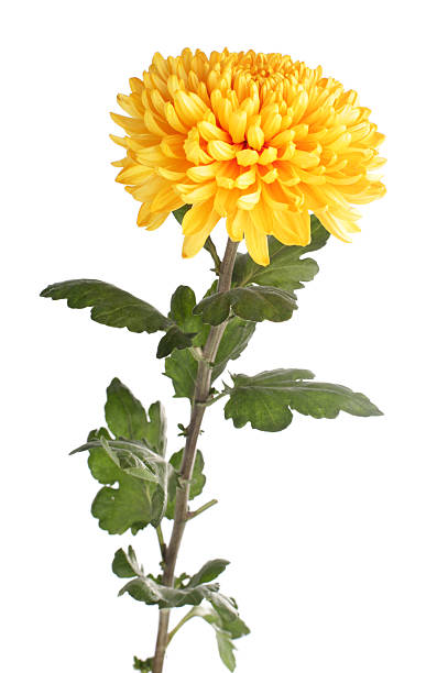 Yellow Chrystanthemum stock photo