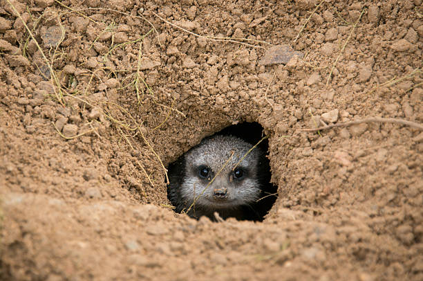 Hello The face of a meerkat peers through his hole animal den photos stock pictures, royalty-free photos & images