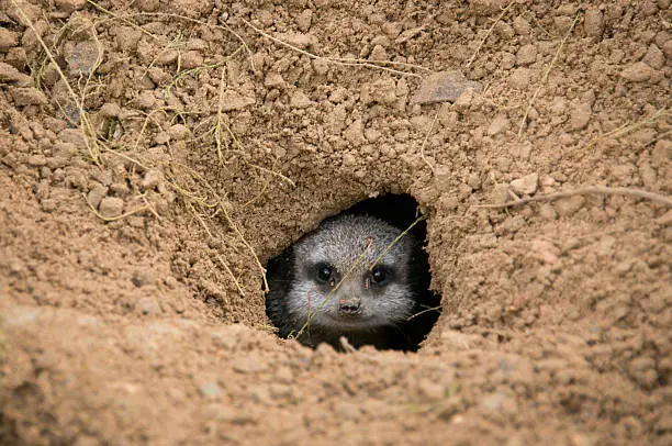 The face of a meerkat peers through his hole