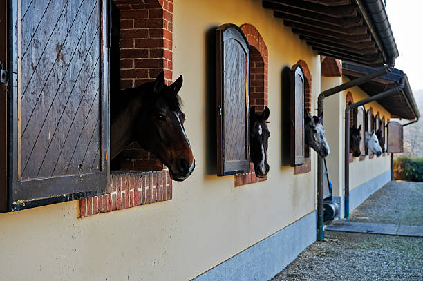istock Horses in a Stable. Color Image 174797440