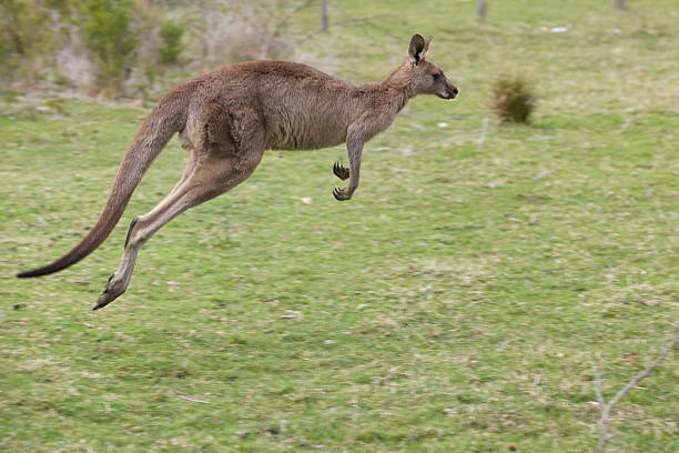 Jumping kangaroo Jumping kangaroo red kangaroo stock pictures, royalty-free photos & images