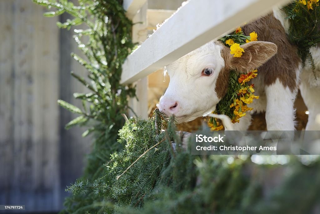 Joven suizo pantorrilla vestido con flores - Foto de stock de Suiza libre de derechos