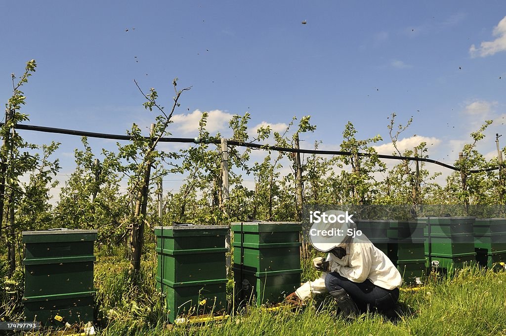 養蜂家にりんごの果樹園 - 果樹園のロイヤリティフリーストックフォト