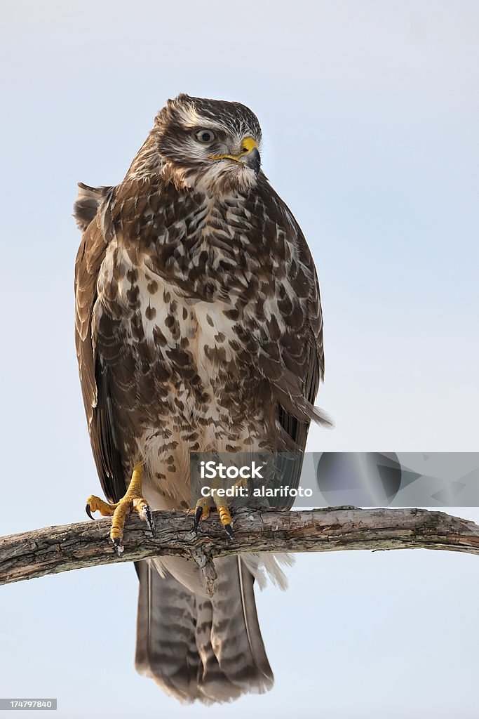 Geier auf der Zweigstelle - Lizenzfrei Ast - Pflanzenbestandteil Stock-Foto