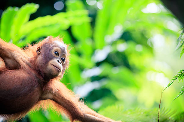 bayi orangutan - kalimantan potret stok, foto, & gambar bebas royalti
