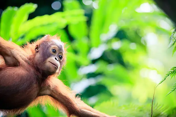 Photo of Orangutan baby