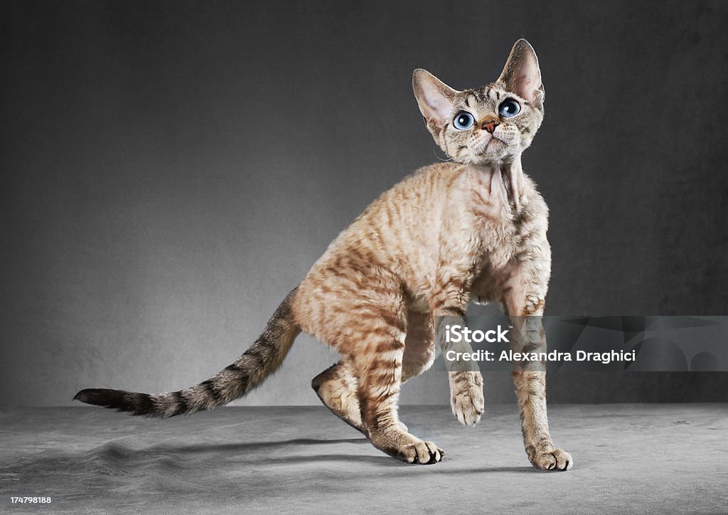 코니시 Rex 자본가 in motion - 로열티 프리 코니시 렉스 고양이 스톡 사진