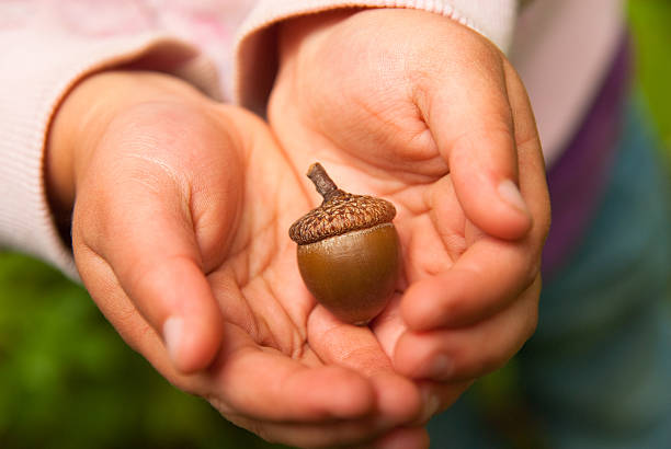 желудь найден! - plant holding hands seed human hand стоковые фото и изображения