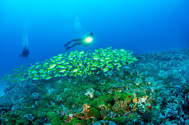 lungo in mare - scuba diving flash foto e immagini stock