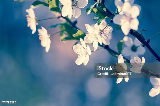 Kwiat Brzoskwini - zdjęcia stockowe i więcej obrazów Bez ludzi - Bez ludzi, Biały, Brzoskwinia - Drzewo owocowe
