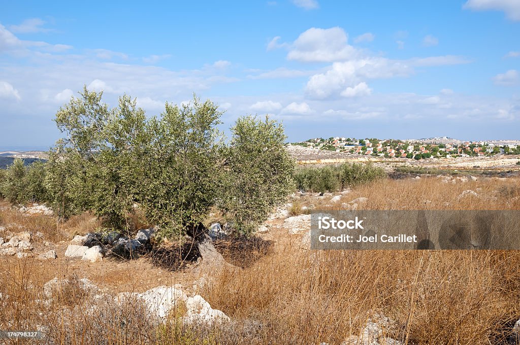 olive tree Palestina y Jewish liquidación de Beit Arye - Foto de stock de Aire libre libre de derechos