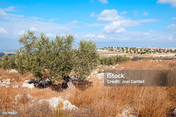 Olive Tree Palestina Y Jewish Liquidación De Beit Arye Foto de stock y más banco de imágenes de Aire libre