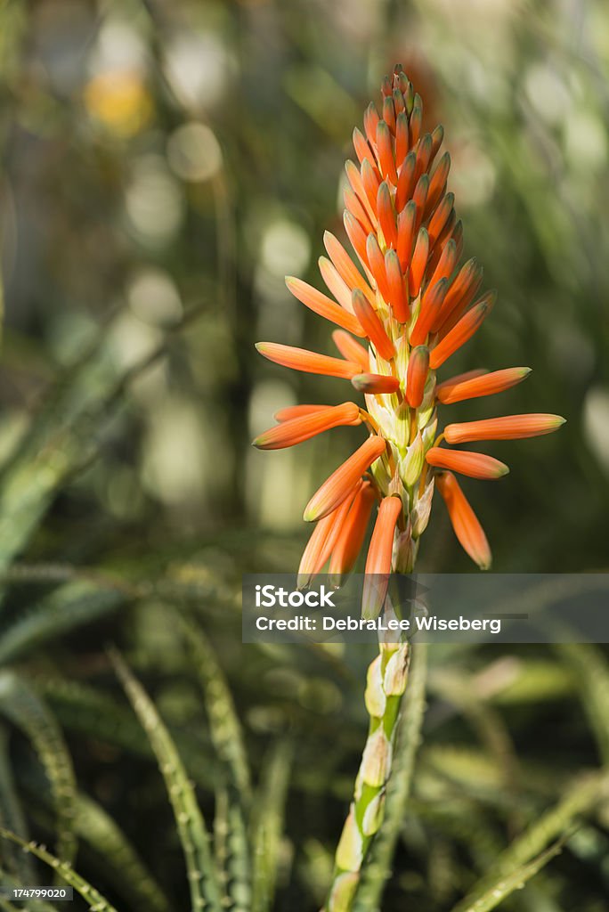 Spike d'Orange - Photo de Beauté de la nature libre de droits