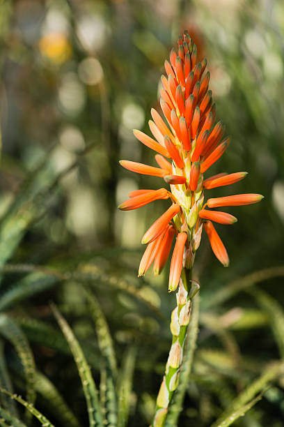 Torch Lily - Kniphofia uvaria