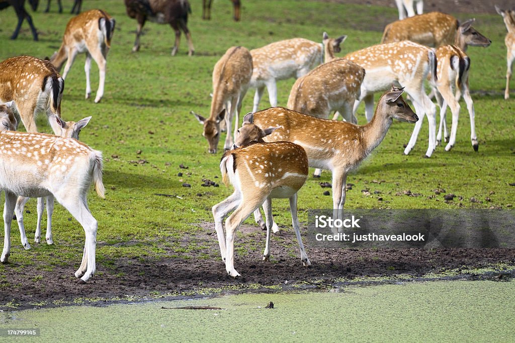 Barbecho deers - Foto de stock de Agua libre de derechos