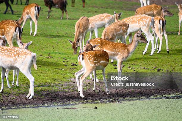 Barbecho Deers Foto de stock y más banco de imágenes de Agua - Agua, Aire libre, Animal