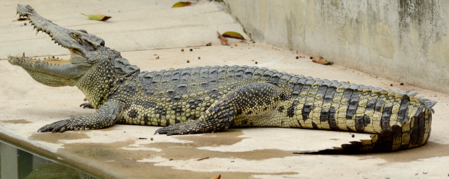 Crocodile full length and open mouth: More images about Crocodile and Alligator: