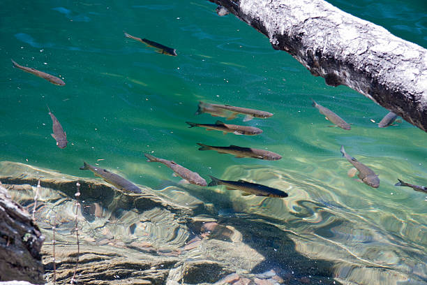 A school of trouts in Lake Piburg in the Oetztal.