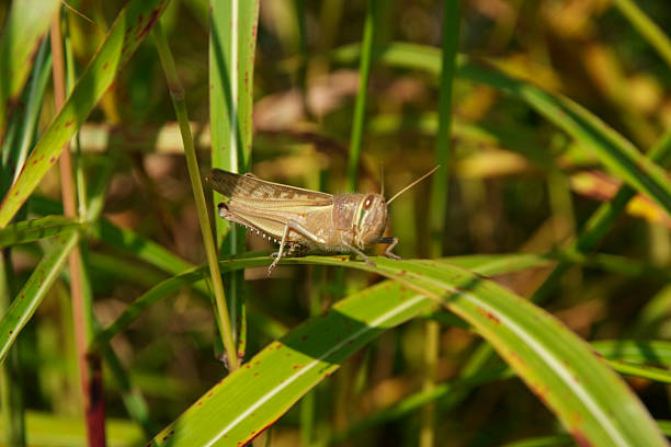 istock Close-up of grasshopper on leaf 174799379